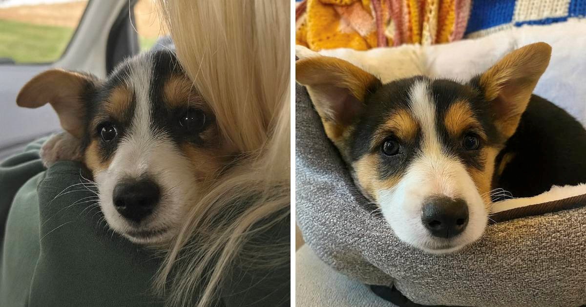 Žena se vraćala kući s posla, naišla je na cijelo leglo korgija
