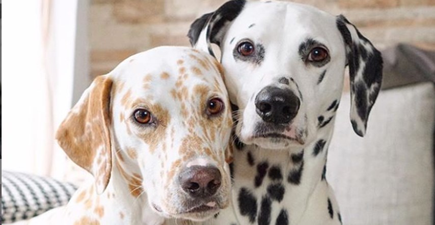 Ovo je najzaljubljeniji par pasa na Instagramu