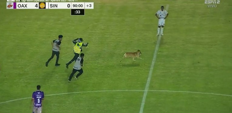 VIDEO Pas ukrao loptu i minutu s njom bježao po terenu, s tribina se orilo "ole!"