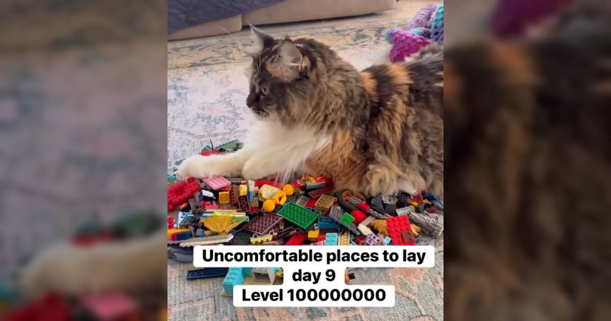 Mačka se odmara na Lego kockama, vlasnica i internet u nevjerici