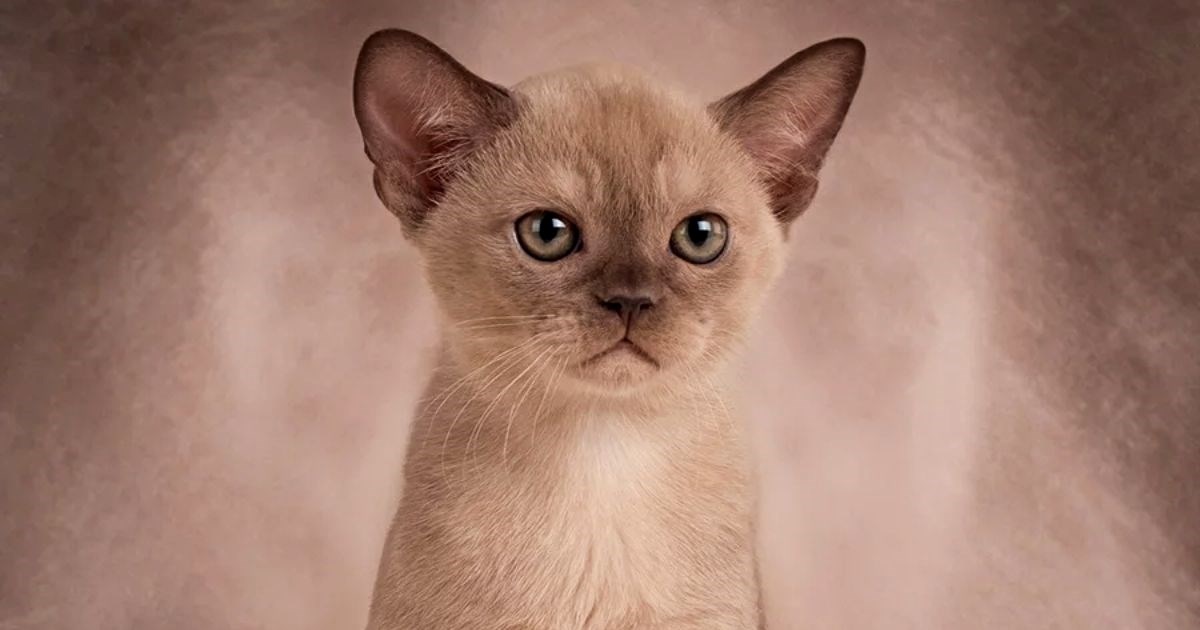 Upoznajte burmanske mačke: Drevne nositeljice sreće s područja Mjanmara