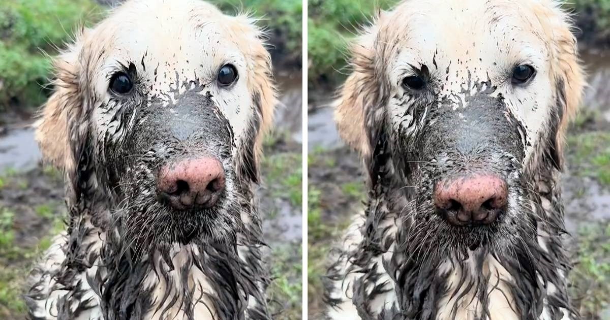 Žena snimila kako njezin zlatni retriver izgleda nakon šetnje, video će vas nasmijati