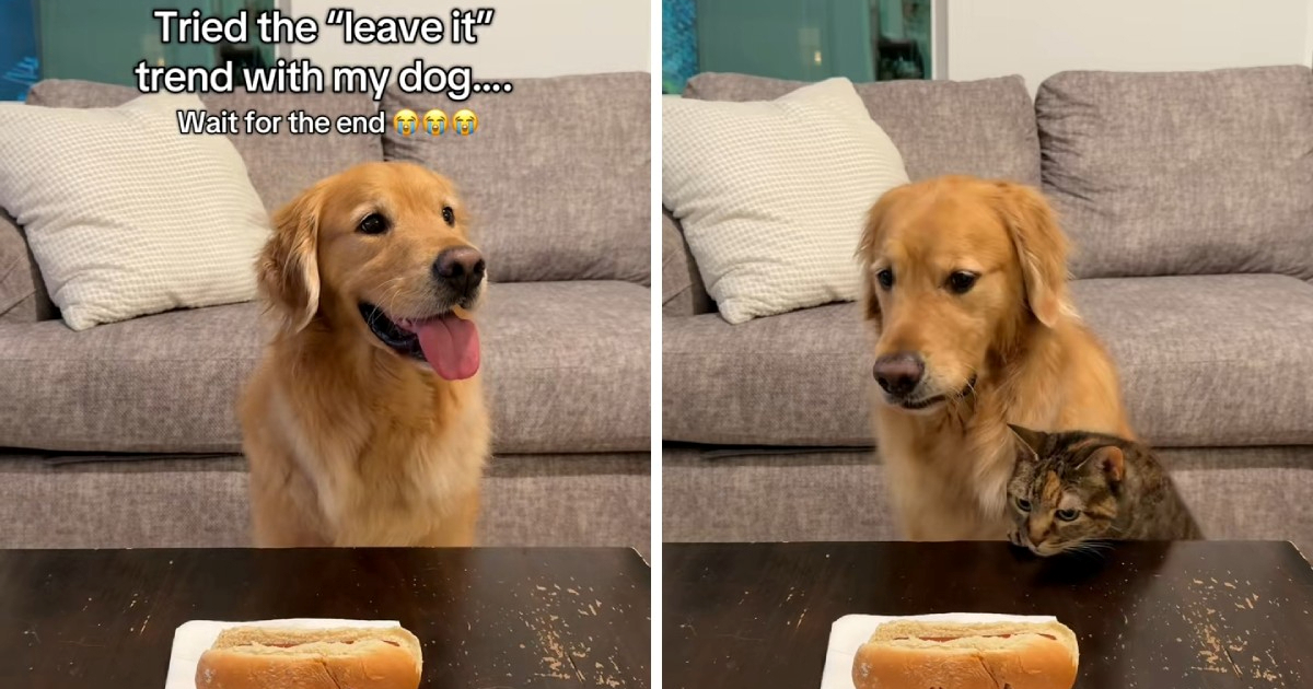 Zlatni retriver ignorirao hrenovku na stolu, ali mačka je imala druge planove