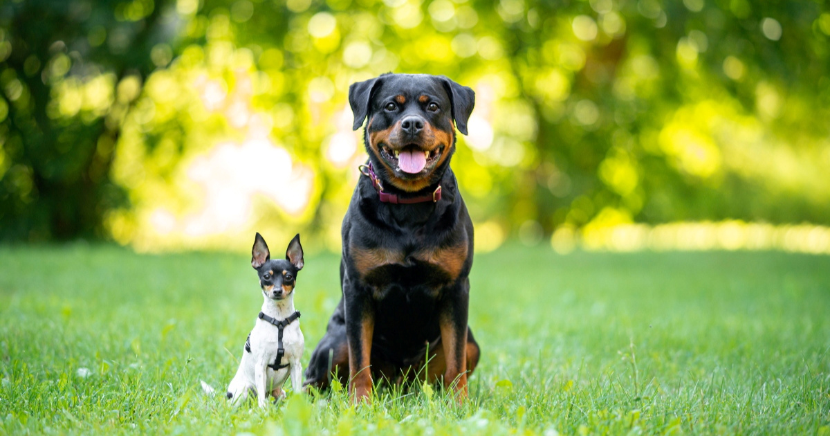 Što veličina psa govori o osobnosti vlasnika?