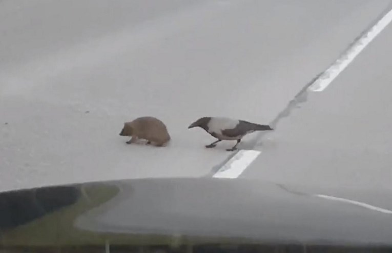 VIDEO Uočio vranu i ježa na cesti pa nije mogao vjerovati kakvu je scenu snimio
