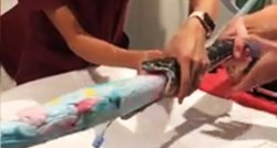 VIDEO Australski veterinari spasili život pitonu, iz njega izvukli cijeli ručnik