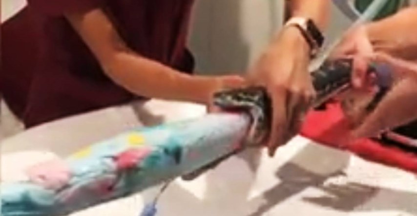 VIDEO Australski veterinari spasili život pitonu, iz njega izvukli cijeli ručnik