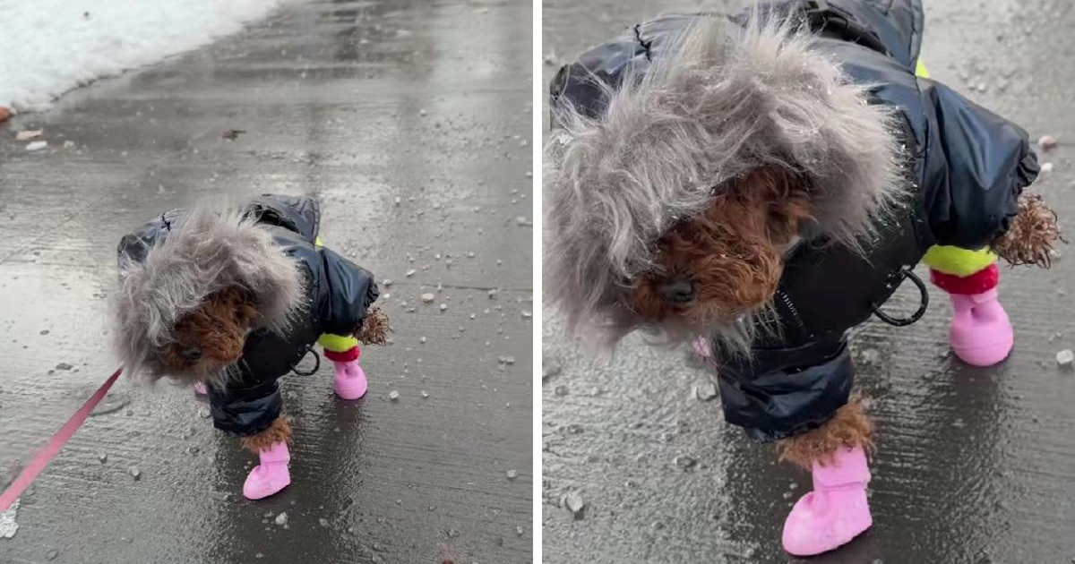 Pudlica odbila hodati nakon što je izgubila čizmicu 🥹