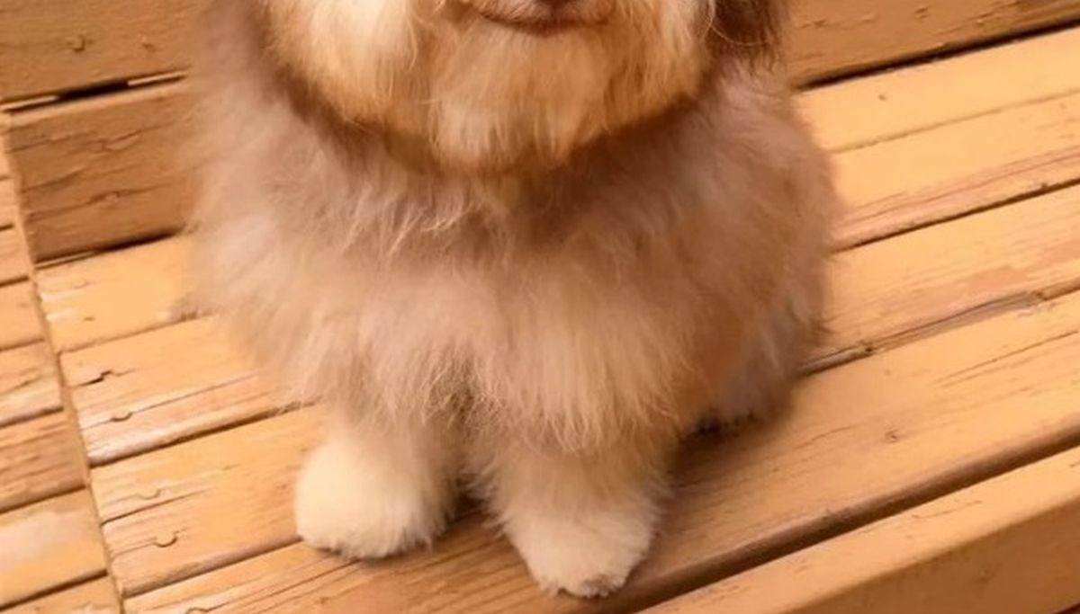 Hit na internetu: Ovaj pas u licu izgleda kao neki jako simpatični čovjek