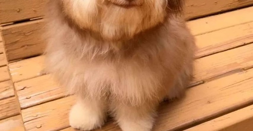 Hit na internetu: Ovaj pas u licu izgleda kao neki jako simpatični čovjek