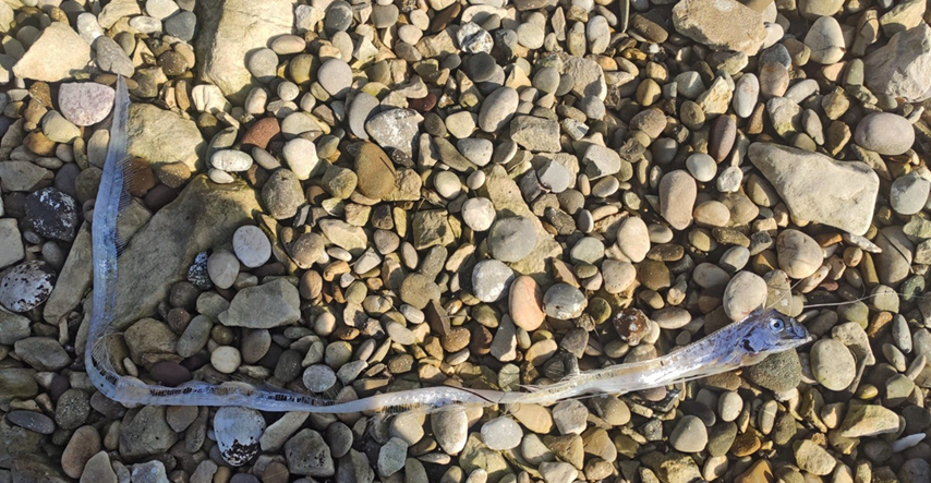 FOTO U Jadranu pronašli rijetku ribu. "Div među ribama, može narasti do osam metara"