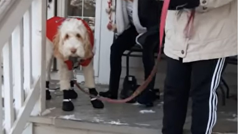 Zbunjeni pas pokušava hodati u cipelama za snijeg i to izgleda presmiješno