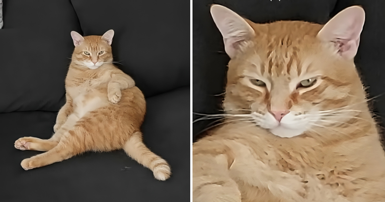 Video mačka Mishe nasmijao TikTok: "Kad mu veterinar kaže da treba manje jesti"