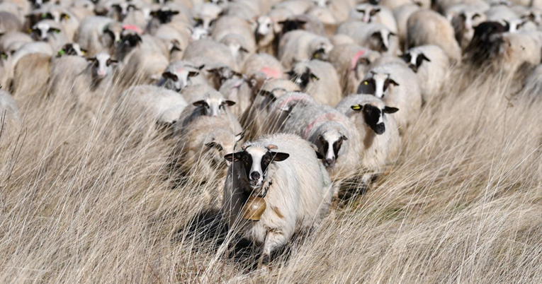 U Hrvatskoj jako porastao broj ovaca