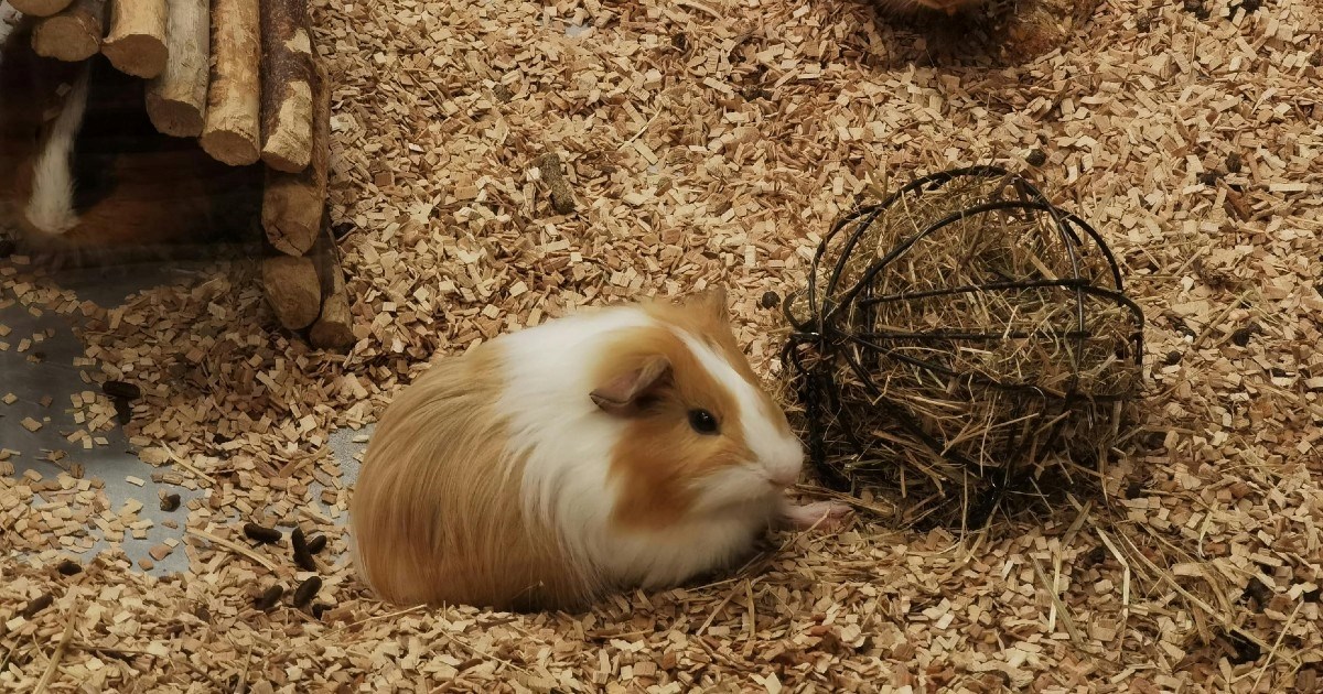 Zamorci kao kućni ljubimci: Evo što je korisno znati o njima prije nego ih nabavite