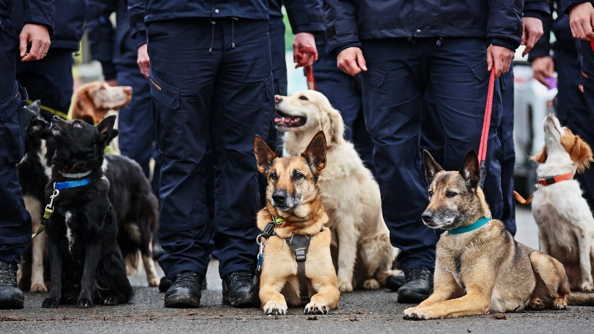 Koprivnica ima problem s naknadama za udomljavanje pasa. Koriste se za zaradu
