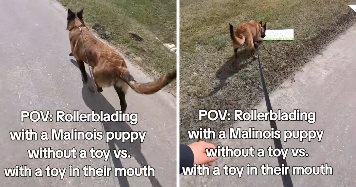 Žena snimila kako izgleda šetnja belgijskog ovčara bez i sa lopticom