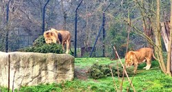 FOTO U zagrebačkom ZOO-u raskićena božićna drvca životinjama poslužila za igru