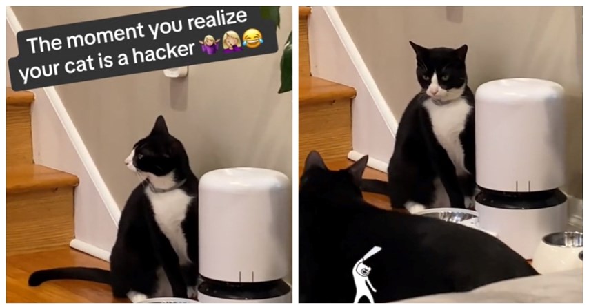 Mačak "hakirao" automatsku hranilicu, video je viralan