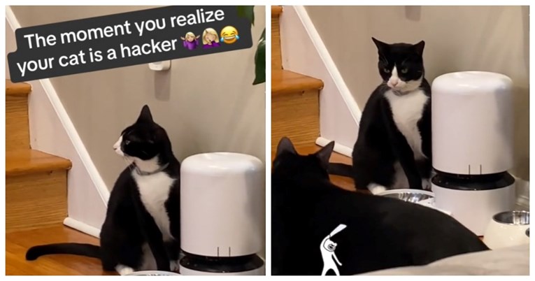 Mačak "hakirao" automatsku hranilicu, video je viralan