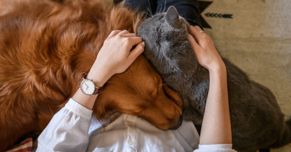 Maksimalno 9 pasa ili mačaka: Velika Gorica donosi novi pravilnik o kućnim ljubimcima