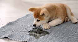 Evo kako ukloniti pseću mokraću i neugodan miris iz tepiha