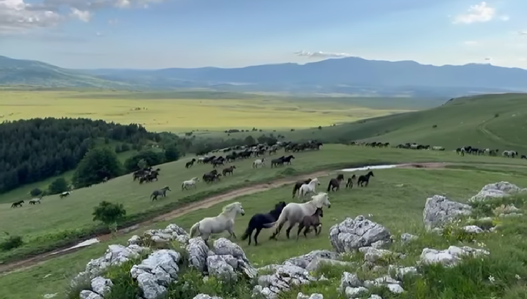 Snimka predivnih divljih konja u Hercegovini ostavlja bez daha