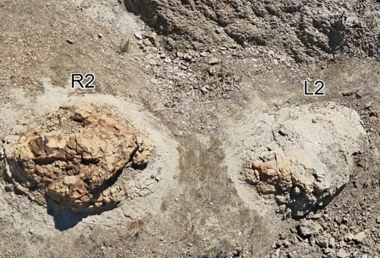 Pronađena četiri golema otiska T-rexa. Znanstvenici otkrili koliko se brzo kretao