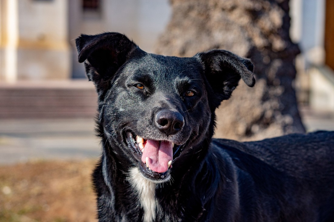 Veterinari otkrivaju što učiniti ako pas ima loš zadah