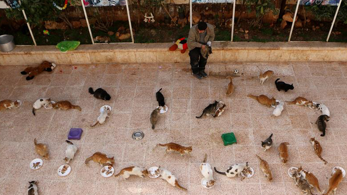 Starica mora u zatvor jer je hranila napuštene mačke