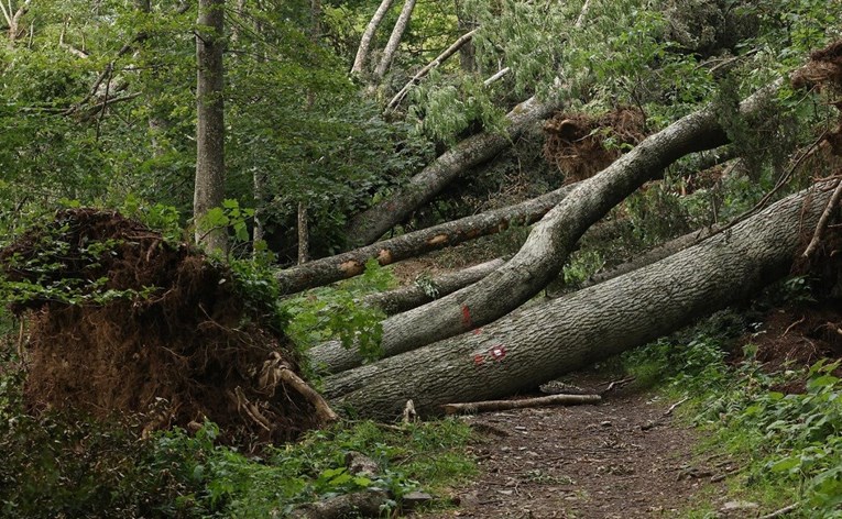 Oluja na istoku zemlje uništila šumu hrasta lužnjaka, šteta 250 milijuna eura