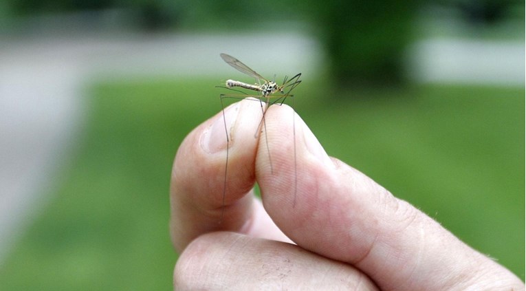 U Vukovaru se jedva živi od komaraca. Penava: Krivi su klimatski uvjeti