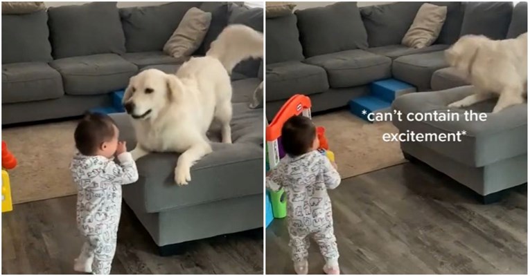 VIDEO Pas ima najslađu reakciju na prve bebine korake