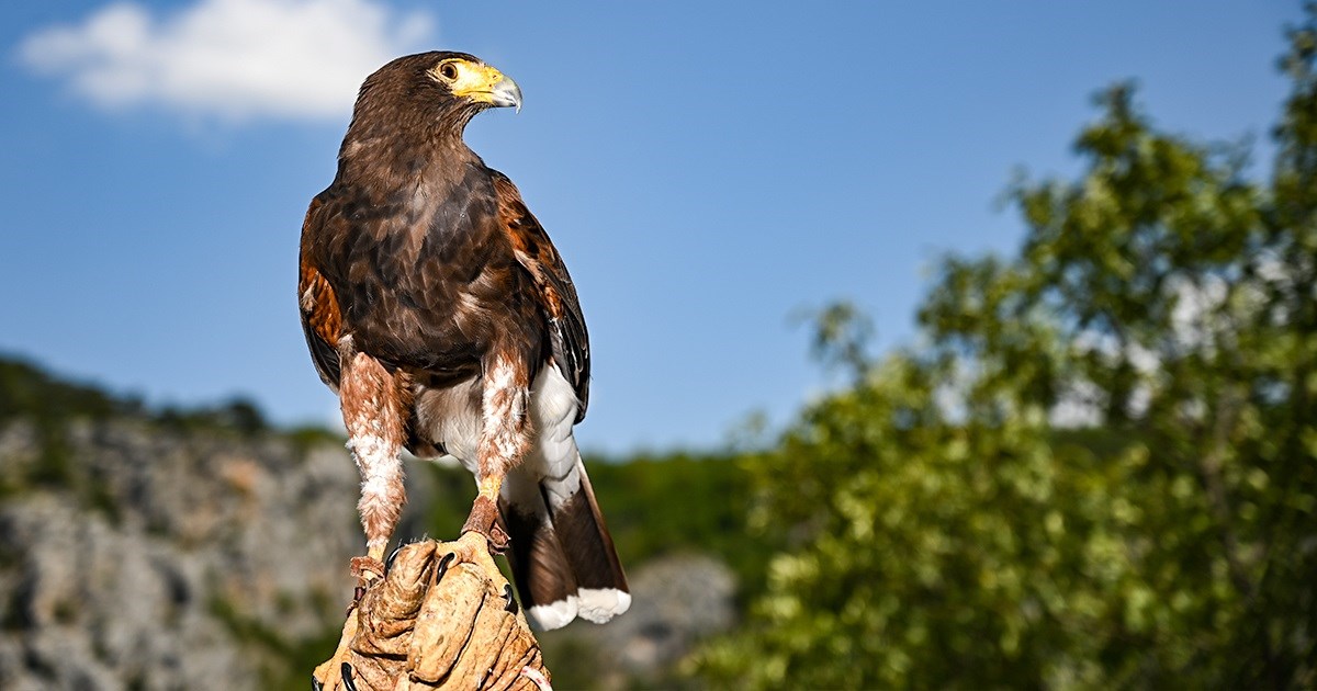 Ovo je Seka, američka jastrebica koja čuva Modro jezero. Zovu je "leteći vuk"
