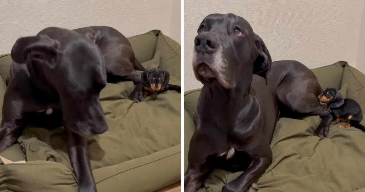 Reakcija njemačke doge na novog cimera u krevetu postala je hit 😂