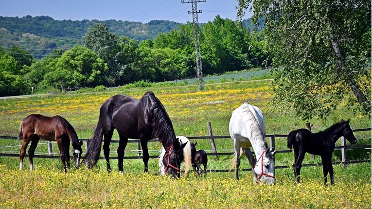 Otvoreni novi objekti Državne ergele Lipik