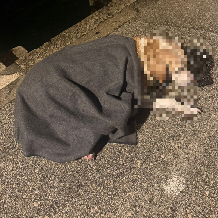 Korčulanski vatrogasci spasili psa koji je upao u more pa ga zamotali u dekicu