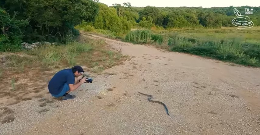 Stranci snimili susret sa zmijom u Hrvatskoj: "Ovo je jedna od najvećih u Europi"