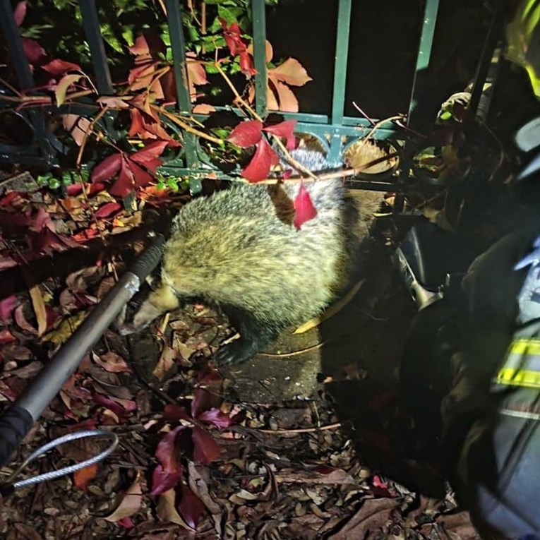 Neobična intervencija zagrebačkih vatrogasaca: "Jazavac je zapeo u ogradi"