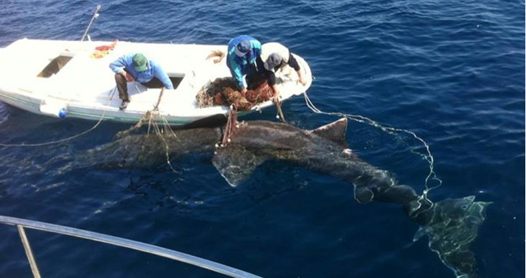 WWF: U Jadranu je od 54 vrste morskih pasa i raža ugroženo čak 36 