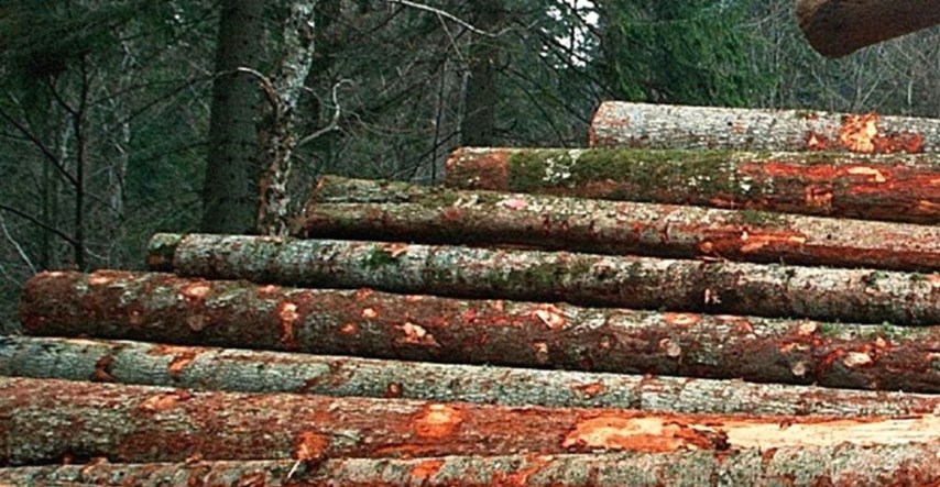 Rušeći stabla kod Jasenovca šumar usmrtio kolegu pa sve pokušao prikriti