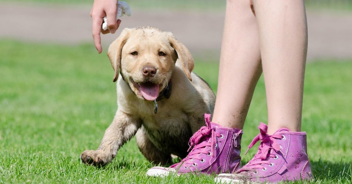 Želite nabaviti labradora? Ove stvari trebate znati prije nego vam dođe u dom