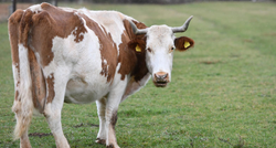 FOTO Ova krava iz Ervenika prava je pozerica
