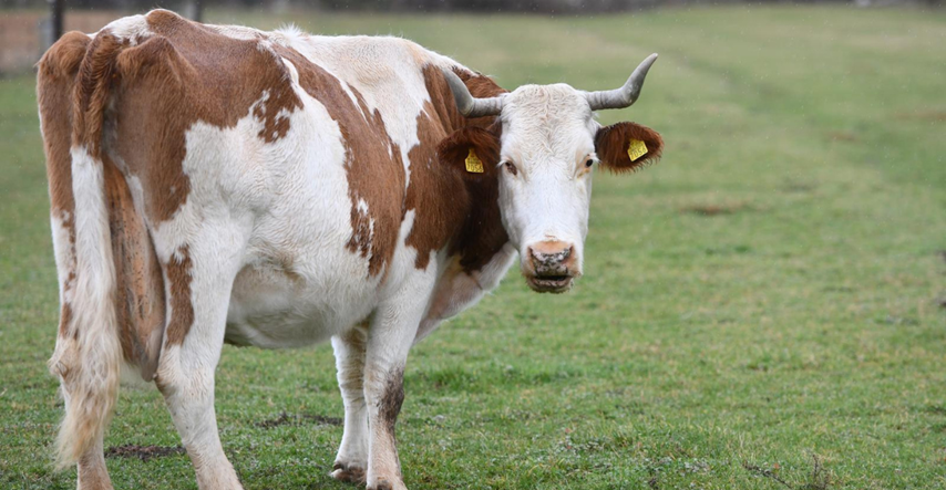 FOTO Ova krava iz Ervenika prava je pozerica