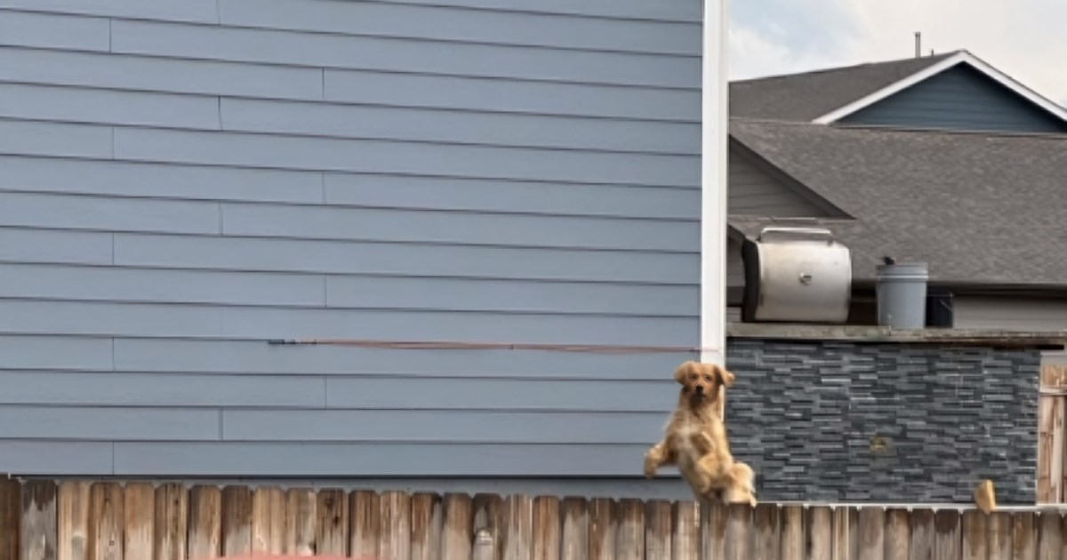 Milijun pregleda: Zlatni retriver na urnebesan način susjedi otkrio gdje živi