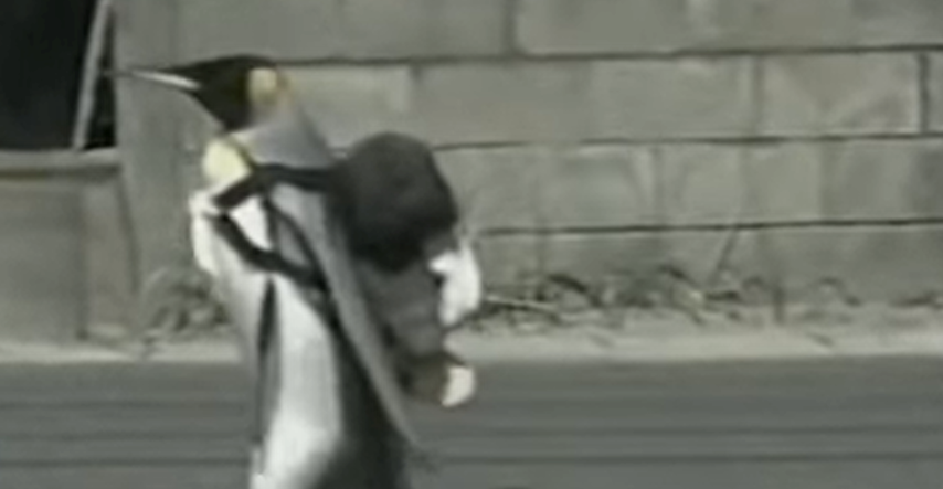 Pogledajte kako je udomljeni pingvin s ruksakom na leđima išao u dućan po ribu