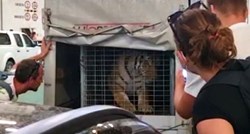 Prijatelji životinja se oglasili o tigru na trajektu za Hvar