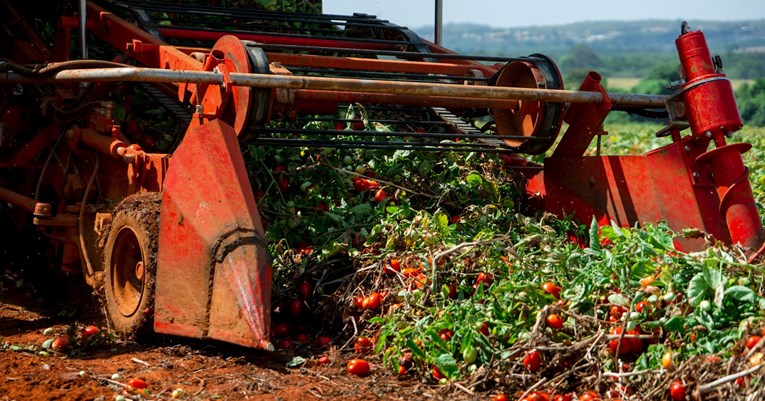Kako talijanska mafija zarađuje milijune od konzerviranih rajčica