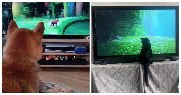 Videoigra postala hit među mačkama, pogledajte snimke