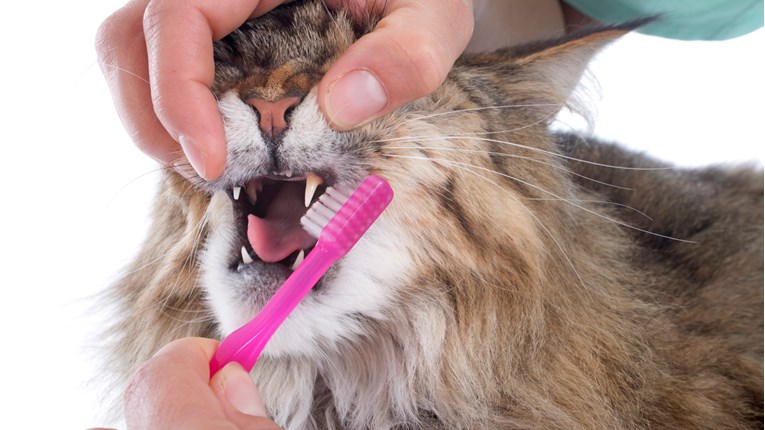 Higijena usne šupljine kod mačaka jednako je važna kao i kod ljudi